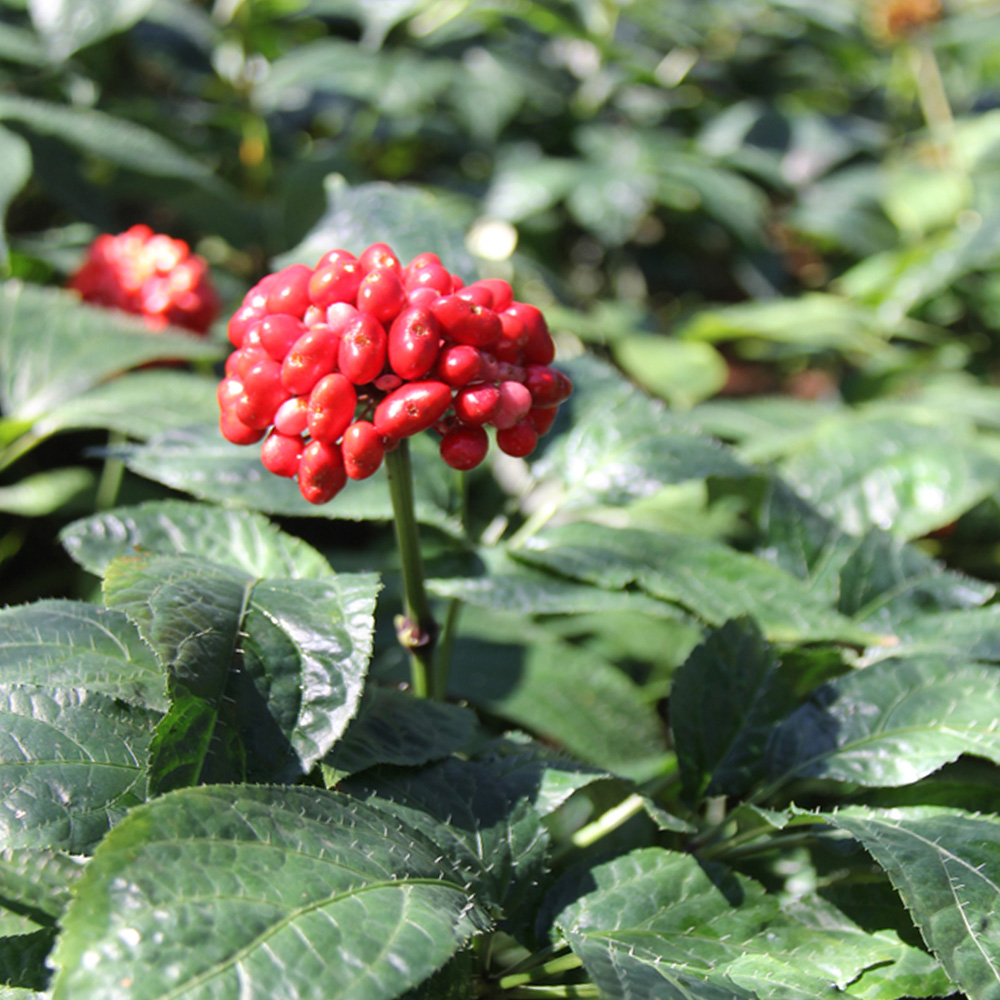 文山之干丨文山州以三七為主的生物醫(yī)藥產業(yè)實現(xiàn)開門紅