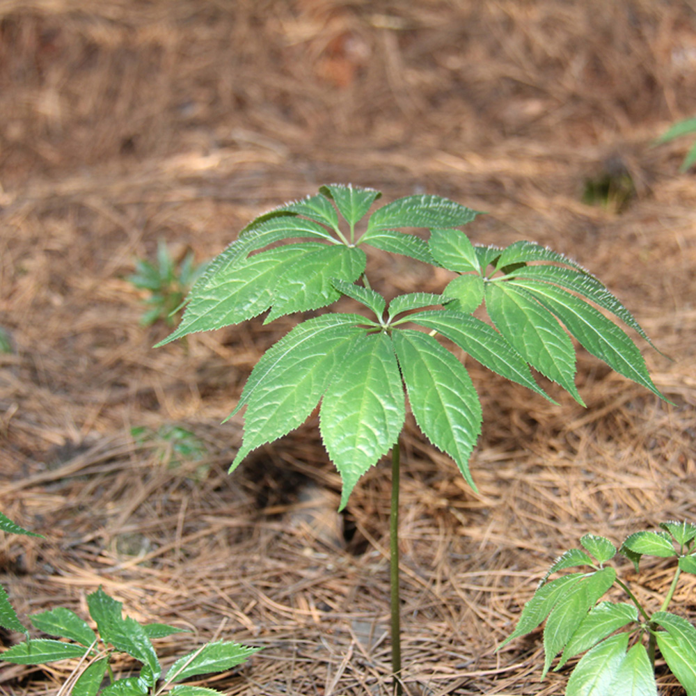 昆明站完成全面評估：三七農藥殘留處于安全級別，不會對消費者造成健康威脅